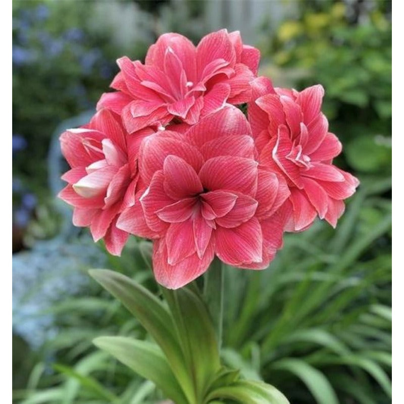 88pcs  Double Amaryllis Flower seeds outdoor garden planting Non GMO
