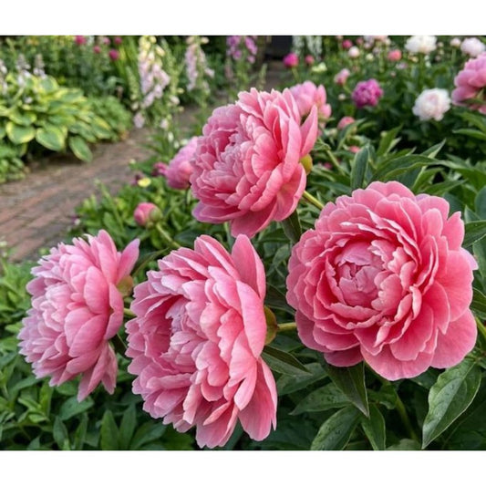 25pcs Pink Peony Seeds - Fragrant Double Bloom, Stunning Ruffled Petals, Perennial Heirloom Flowers for Garden Cut Flowers