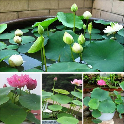 12pcs Beautiful Classic Water Blooms Vigorous Lotus Seeds for Planting