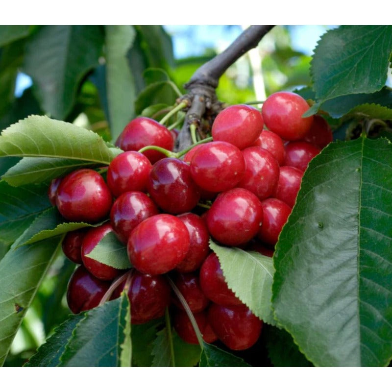 30Pcs High Germination Blossom Foliage with Cherry Tree Seeds for Garden Fence Decoration