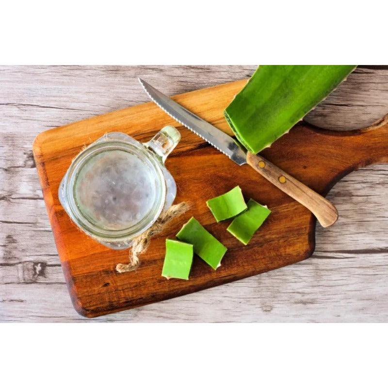 198Pcs Aloe Vera Seeds Perfect for beginner planting to create neat foliage ornamental layers and add solid textured appeal to home and garden scenery
