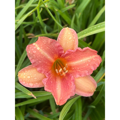 100pcs Hundred Tail Flower Seeds Simple to Grow add distinctive elegant ornamental charm to yard grounds and garden landscape spaces