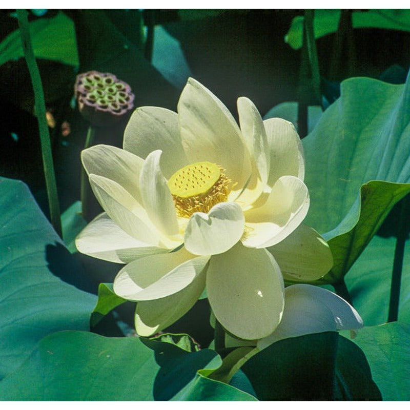 12Pcs Straightforward To Maintain With Lush Green Foliage Lotus Seeds Add Softness To Hard Water Landscape Elements