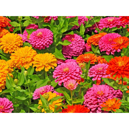 200Pcs Zinnia Seeds Easy To Cultivate In Containers For Years Of Use Ideal For Long Term Patio Planter Displays