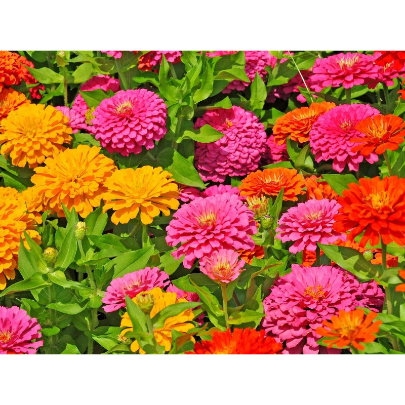 200Pcs Zinnia Seeds Easy To Cultivate In Containers For Years Of Use Ideal For Long Term Patio Planter Displays