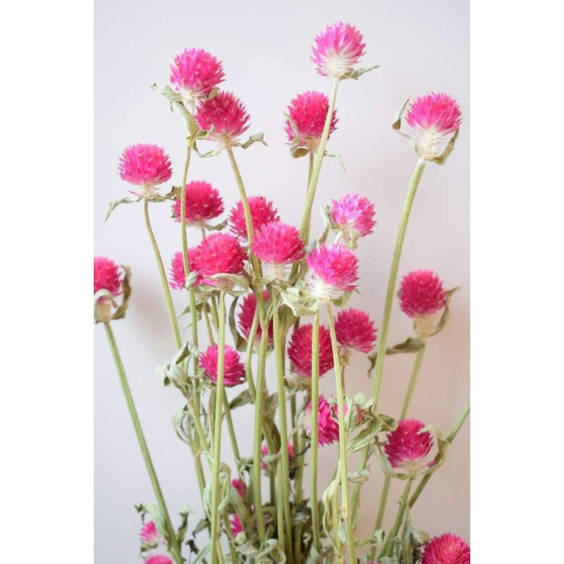 100pcs Gomphrena Seeds for planting in residential garden beds and private yard corner spaces