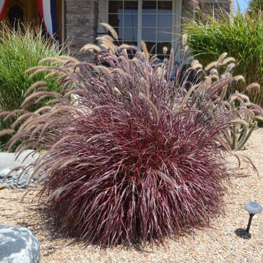 100Pcs Fountain Grass Seeds Easy to Cultivate Slender Foliage for Small Spaces Planting