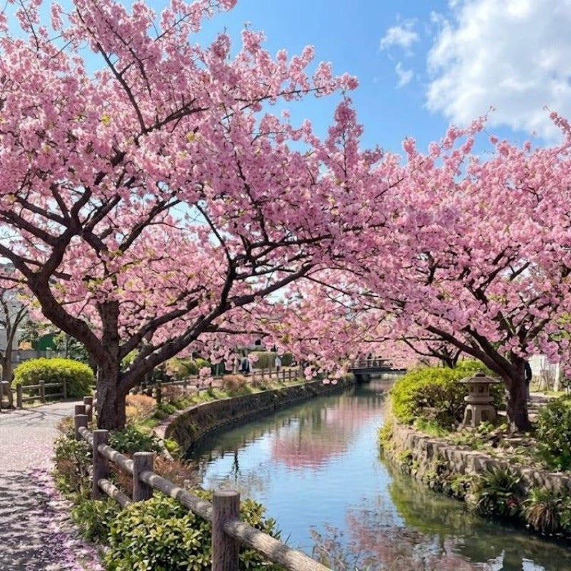 30pcs Ideal For Classic Landscape Beauty Cherry Blossom Seeds Easy To Grow In Home Gardens
