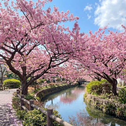 30pcs Ideal For Classic Landscape Beauty Cherry Blossom Seeds Easy To Grow In Home Gardens