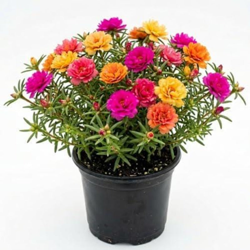 1000pcs Moss Rose Seeds Serene Display For Home Gardens Simple To Cultivate