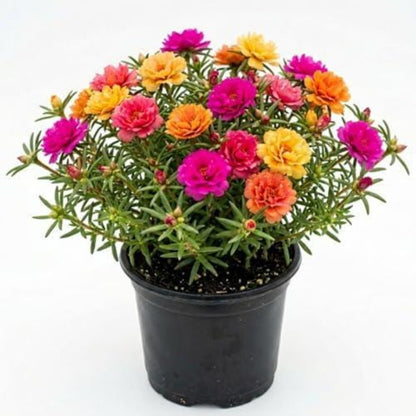1000pcs Moss Rose Seeds Serene Display For Home Gardens Simple To Cultivate