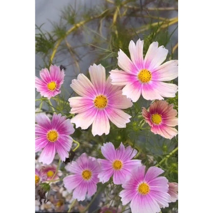87Pcs For Open Airy Garden Designs Cosmos Seeds Easy To Grow Prevents Heavy Crowded Looks While Adding Full Floral Beauty