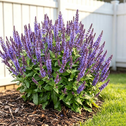200pcs Blue Sage Seeds Heirloom Full Sun Cut Flower for Pollinator Garden, Border & Patio Containers