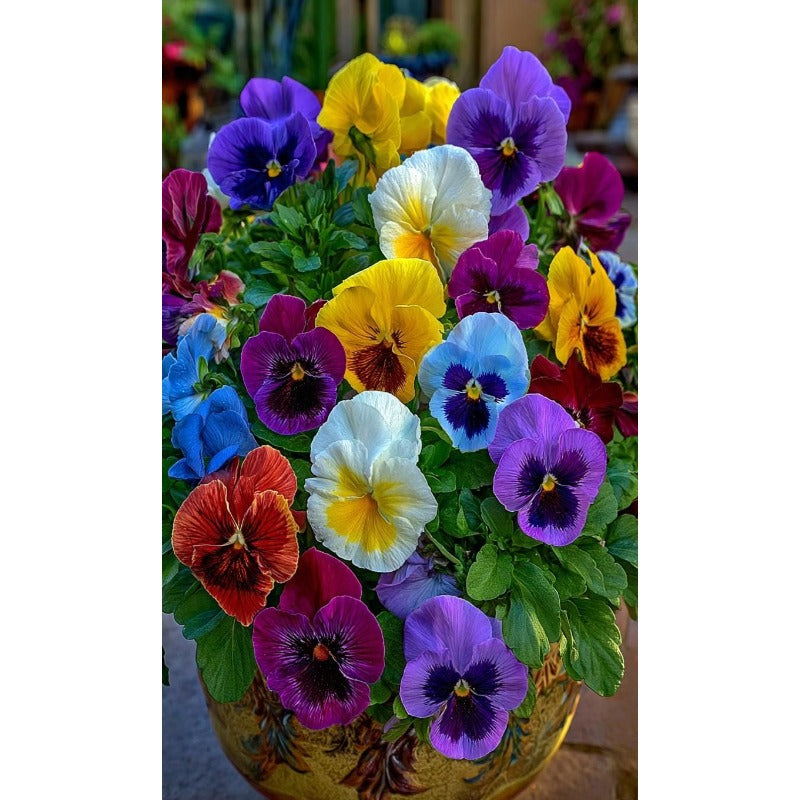 110pcs Giants Pansy Seeds, Mixed Color Blooms, Perennial Garden Mix