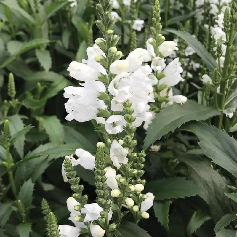 150pcs Obedient Plant Seeds Friendly for new gardeners grow into full upright clumps with elegant stacked seasonal bloom formation