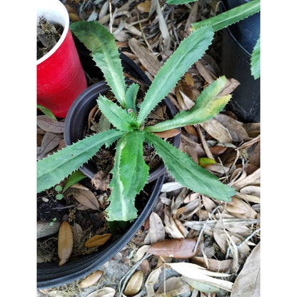 200pcs Culantro Seeds Simple for beginner planting keep natural compact rosette form without excessive uncontrolled spreading