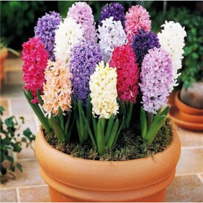 196Pcs Hyacinth Seeds pair well with low ornamental plants to enrich multi-layered container landscape structure