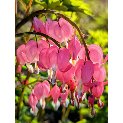 23Pcs Bleeding Heart Peony Seeds Fast To Sprout Perfect For Adding Height To Small Gardens