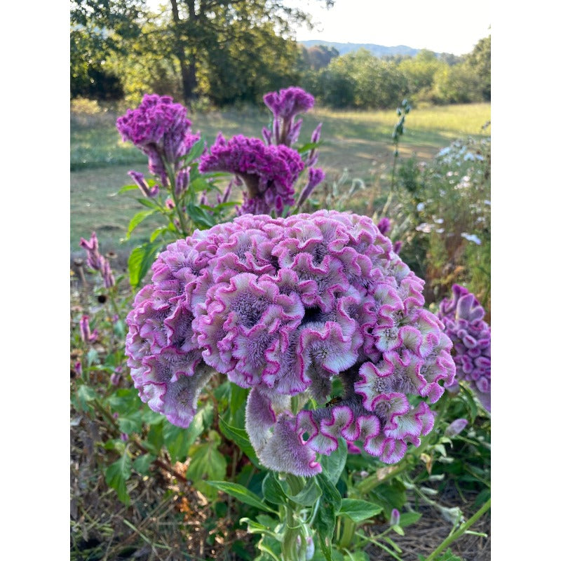 200pcs Mixed Celosia Seeds- Brain Celosia argentea, Heirloom Summer Annual