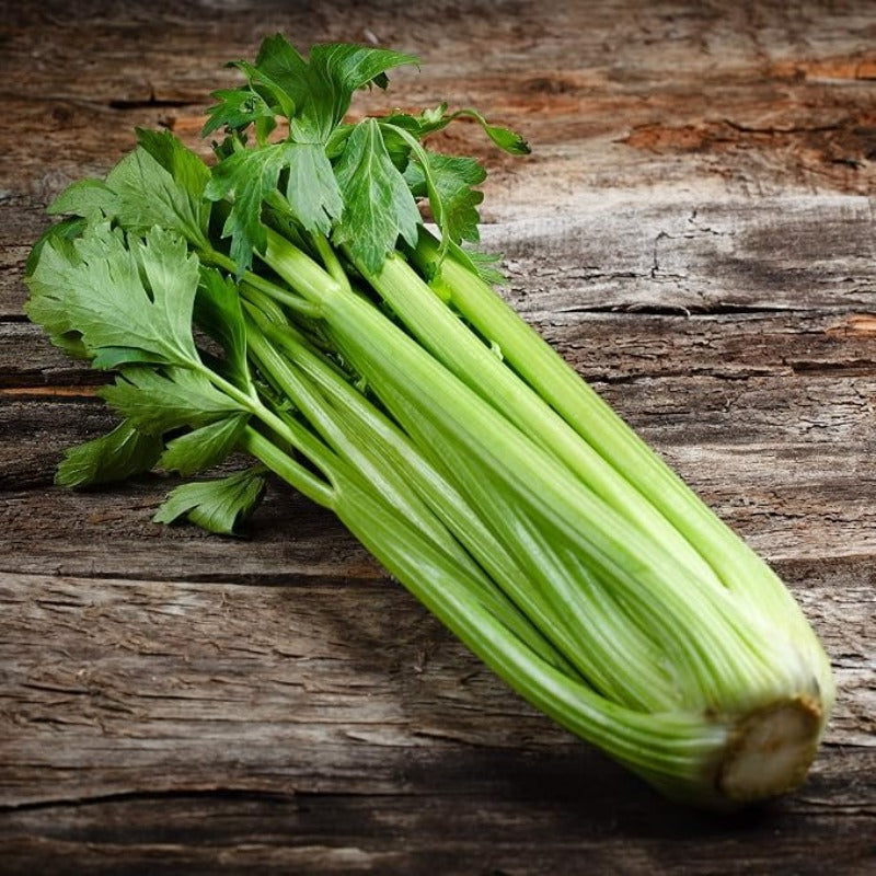 500 Celery Seeds Non-GMO - Heirloom - Open Pollinated - Annual - Apium graveolens - Farm & Garden Vegetable Seeds