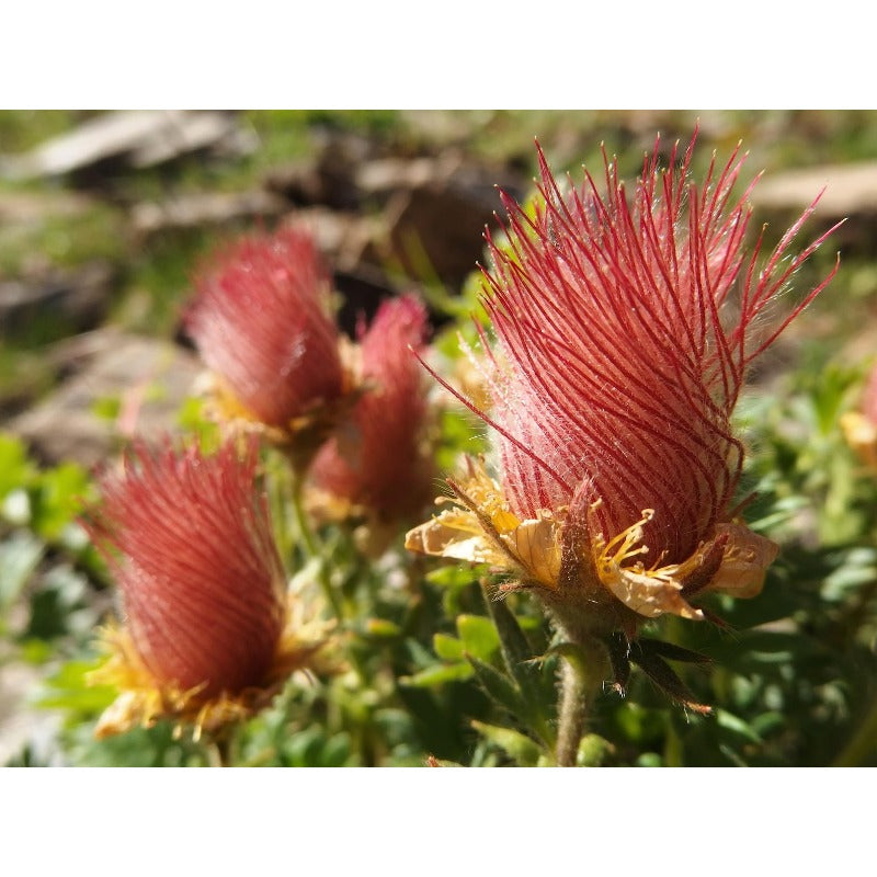 87Pcs Beginner Friendly Prairie Smoke Seeds withstand mild wind and temperature fluctuations in open rocky and wildflower garden locations