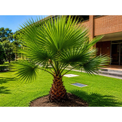 10pcs Tropical Palm Tree Seeds Fast Germination Feathery Fronds with Palm Tree Seeds for Outdoor Planting