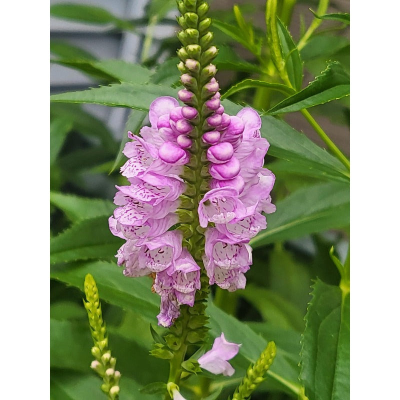 150pcs Obedient Plant Seeds Simple to Grow add structured vertical texture to plain open yard and meadow style landscapes
