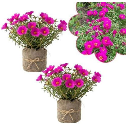 1000pcs Pink Purple Moss Rose seeds  Sun Loving Flowering Ground Cover