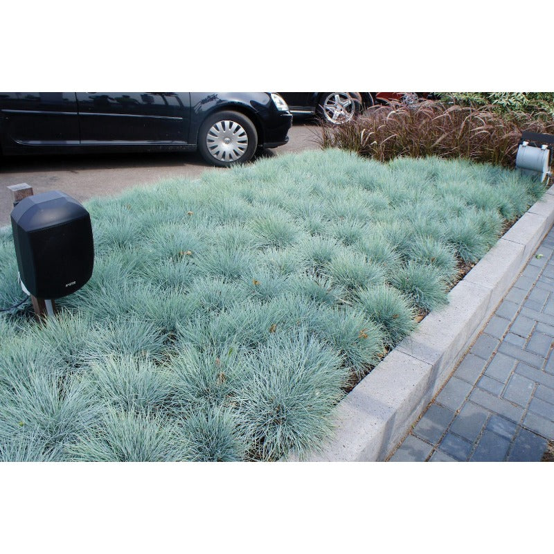 490Pcs Easy to Cultivate Fescue Seeds match naturally with modern yard landscaping and casual outdoor design styles