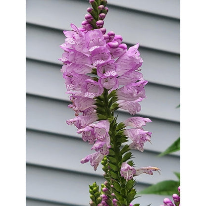 150pcs Obedient Plant Seeds Simple to Grow add structured vertical texture to plain open yard and meadow style landscapes