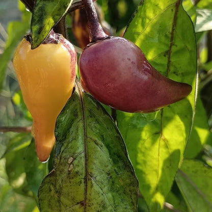 200pcs Suitable for beginner planting Pepper Seeds flourish in loose fertile soil suited for row and container cultivation