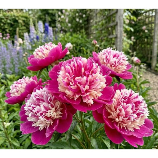 25 Stunning Bicolor Peony Seeds - Paeonia 'Bowl of Beauty' Style - Deep Magenta  Creamy Pink - Late Spring Bloom