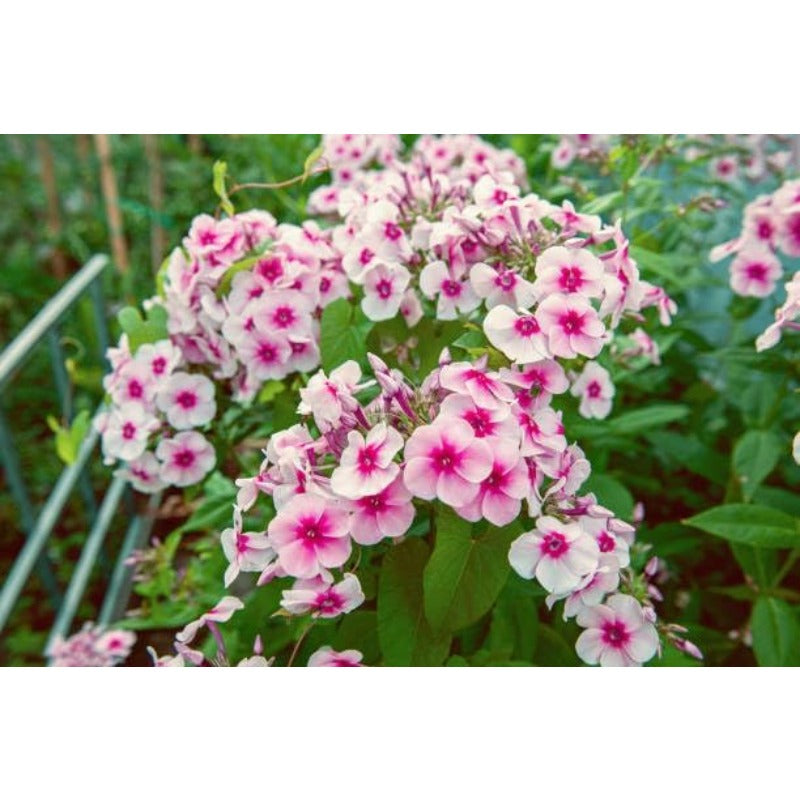 500pcs Creeping Phlox Seeds for planting in residential rock garden areas and private slope courtyard spaces