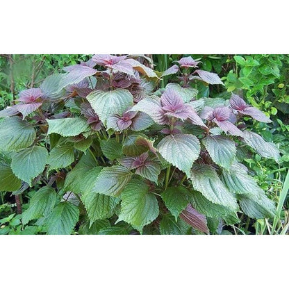 100pcs Easy Care Perilla Seeds great for sowing in sunny ventilated garden spaces and residential yard locations