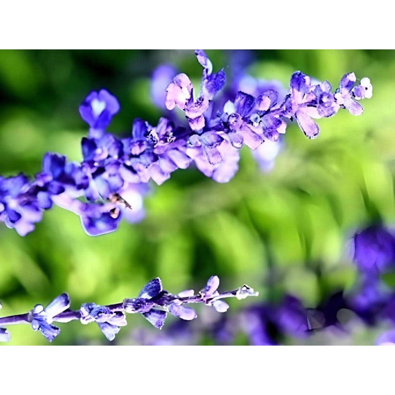 198Pcs Blue Sage Seeds thrive wonderfully under full sun and well circulated open air surroundings