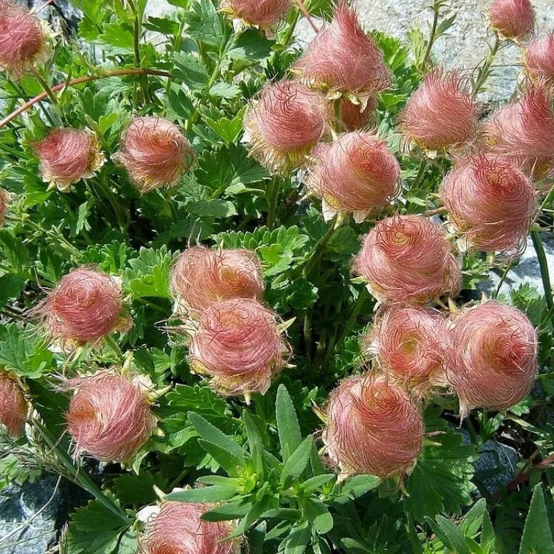 100pcs Prairie Smoke Seeds for Planting Outdoor-Non-GMO Heirloom Native Wildflower Non-GMOPlant in Your Home Garden