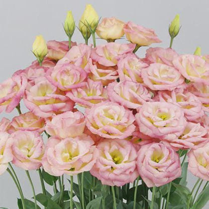 99Pcs Lisianthus Seeds Long-Lasting Flowering Starter for Garden Home Decor