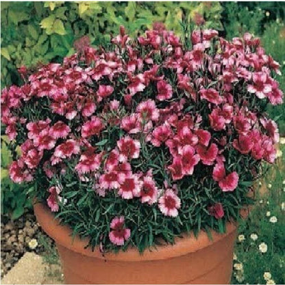 420Pcs Dianthus Seeds Simple to Sow great for low effort long lasting edging border and rock garden planting projects