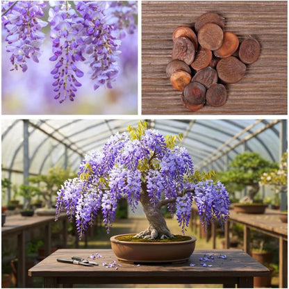 Weeping Wisteria Seeds 10 Pcs Purple Blooms | Flowering Bonsai Tree seeds