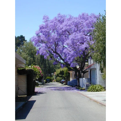 50pcs With Jacaranda Tree Seeds, Quick Growing Subtropical Tree for Outdoor Yard