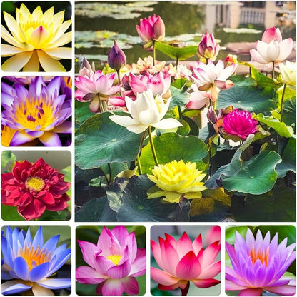 12 pcs Mini Lotus Seeds Variety Pack Bonsai Lotus, Water Lily Garden Seeds