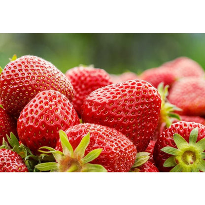 300 Mixed Strawberry Seeds  Non-GMO Heirloom Perennial Seeds for  outdoor garden