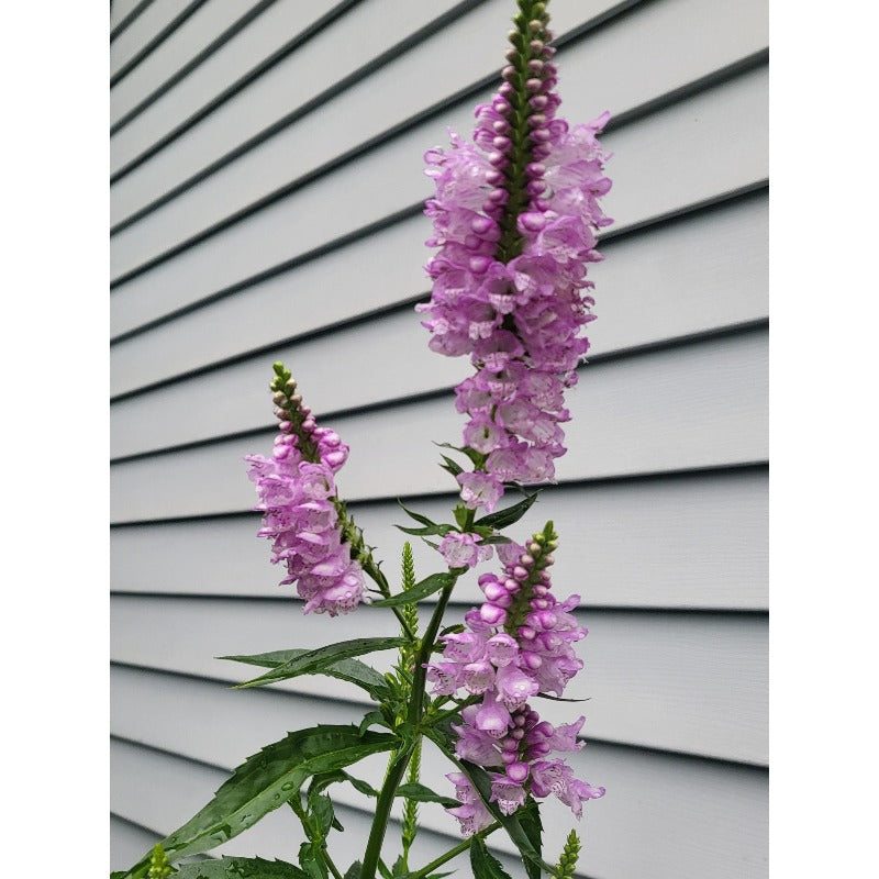 150pcs Obedient Plant Seeds Simple to Grow add structured vertical texture to plain open yard and meadow style landscapes
