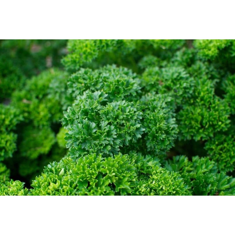 Seeds Herb Curly-Leaf Parsley Paramount Green - 500 Seeds