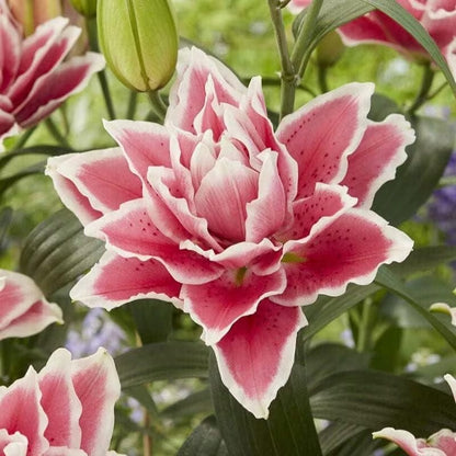 100pcs Lily seeds for Planting – Fragrant Pink & White Oriental Lily Flowers – Hardy Perennial Summer Blooms – Large Showy Garden