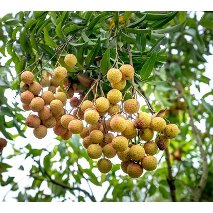 10Pcs Longan Tropical Fruit Seeds for Planting Outdoor Garden Container