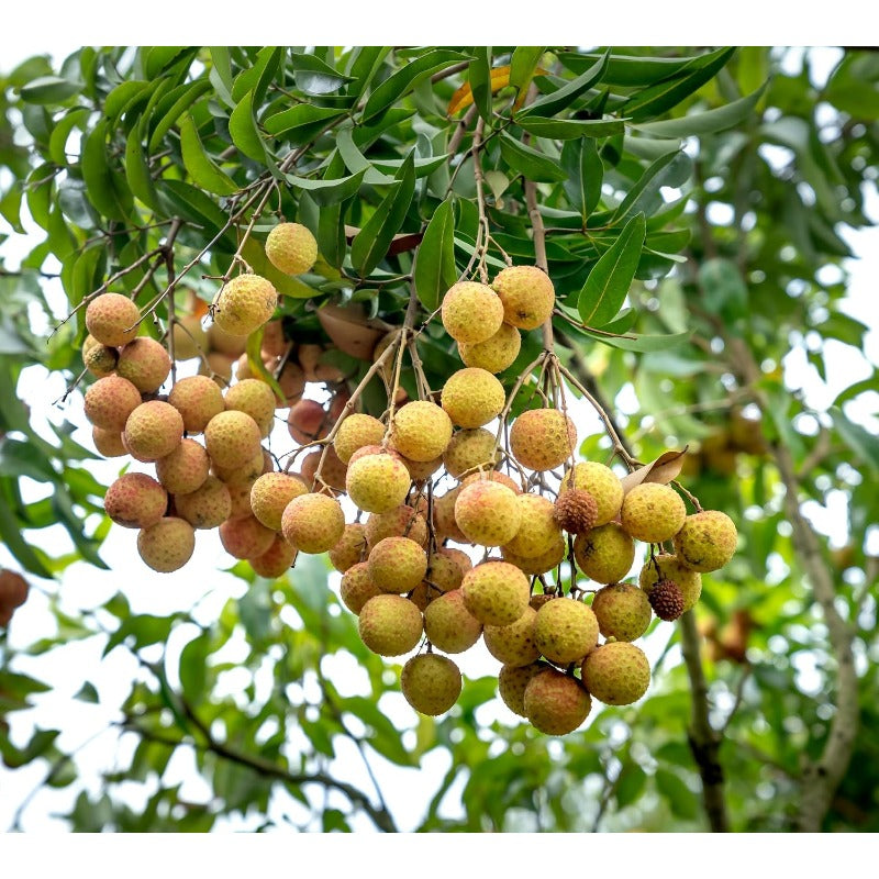 10Pcs Longan Tropical Fruit Seeds for Planting Outdoor Garden Container