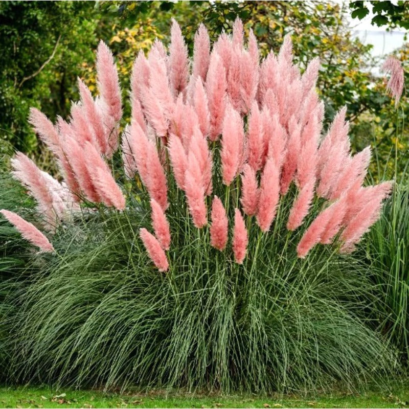 1000Pcs Pink Pampas Grass Seeds Natural Grass Ornamental Seeds Heirloom