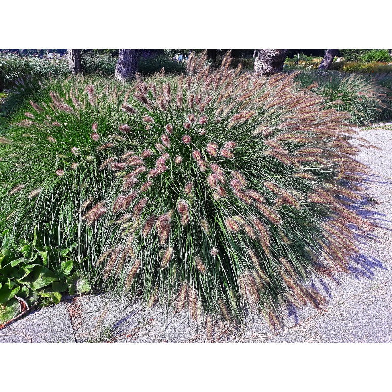 Dwarf Purple 100pcs Fountain Grass Easy To Grow For Ornamental Landscape Planting In Home Gardens
