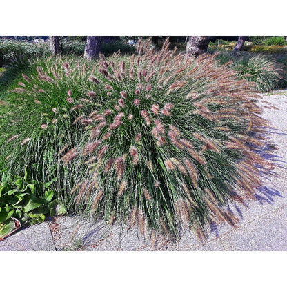 Dwarf Purple 100pcs Fountain Grass Easy To Grow For Ornamental Landscape Planting In Home Gardens